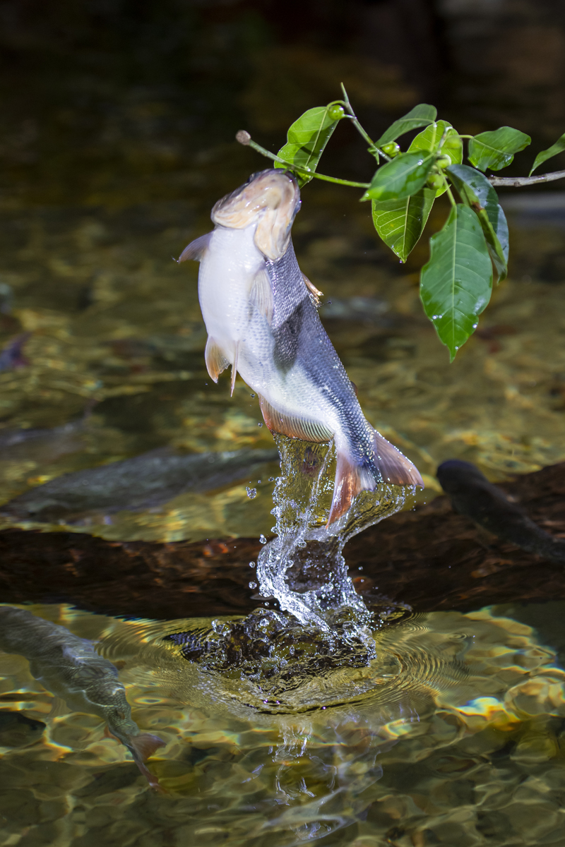 Bonito - Photo by Hudson Garcia (10)